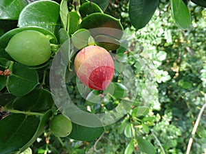 Natal plum, Large Num Num, Carissa macrocarpa