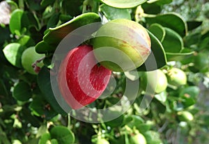 Natal plum, Large Num Num, Carissa macrocarpa photo