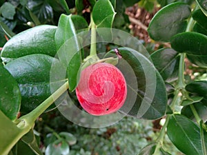 Natal plum, Large Num Num, Carissa macrocarpa