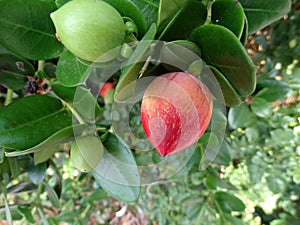 Natal plum, Large Num Num, Carissa macrocarpa photo