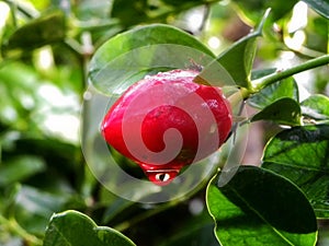 Natal Plum with water droplet