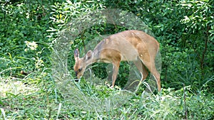 Natal red duiker in the bush