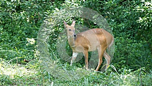 Natal red duiker in the bush