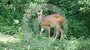 Natal red duiker in the bush photo