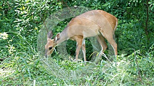 Natal red duiker in the bush photo
