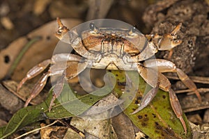 Natal river crab - freshwater crab