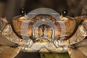 Natal river crab - freshwater crab