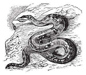 Natal rock python or Python sebae natalensis vintage engraving photo