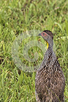 A Natal Spurfowl or Natal Francolin (Pternistis natalensis) Stan photo