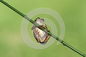 Natal Tree Frog, holding on, desperation, symbolic of life, when the going gets tough, hanging off a twig, branch, about to fall,