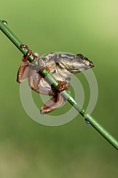 Natal Tree Frog, holding on, desperation, symbolic of life, when the going gets tough, hanging off a twig, branch, about to fall,