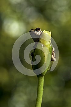 Natal Tree Frog, holding on, desperation, symbolic of life, when the going gets tough, hanging off a twig, branch, about to fall,