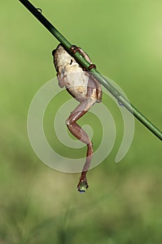 Natal Tree Frog, holding on, desperation, symbolic of life, when the going gets tough, hanging off a twig, branch, about to fall,