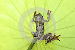 Natal Tree Frog, shadow under a leaf, fan shaped Nashturshum leaf photo