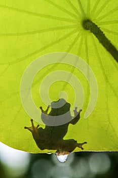 Natal Tree Frog, shadow under a leaf, fan shaped Nashturshum leaf, water droplet with sunlight sparkle photo