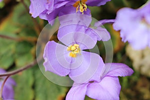 `Natalie`s Ramonda` flower - Ramonda Nathaliae photo