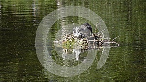 Natatorial birds of Eurasian coot builds nests for the ptets.The Eurasian coot Fulica atra, also known as the common