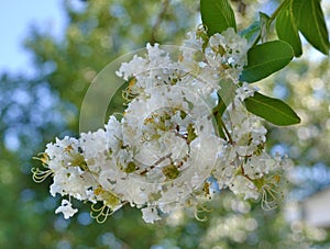 Natchez Crape Myrtle bloom photo