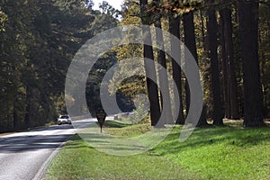 Natchez Trace Highway