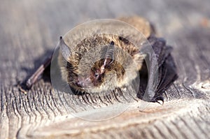 Nathusius' pipistrelle Pipistrellus nathusii bat