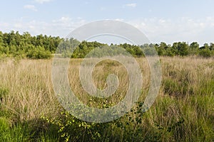 Nationaal Park De Groote Peel, National Park Groote Peel photo