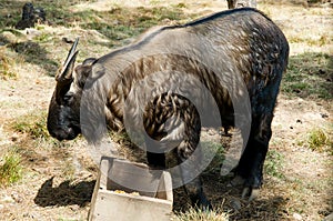 National Animal of Bhutan - Takin