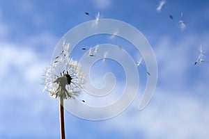 National Asthma and Allergy Awareness Month. Fluffy dandelions glow in rays of sunlight at sunset