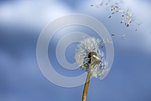 National Asthma and Allergy Awareness Month. Fluffy dandelions glow in rays of sunlight at sunset