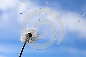 National Asthma and Allergy Awareness Month. Fluffy dandelions glow in rays of sunlight at sunset