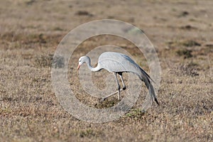 National bird of South Africa, the Blue Crane