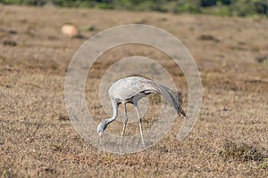 National bird of South Africa, the Blue Crane