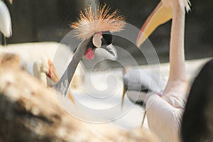 National bird of Uganda gray crowned crane , close up of head and neck. blur background photo