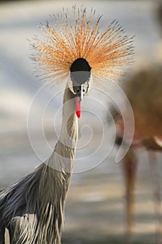 National bird of Uganda gray crowned crane , close up of head and neck. blur background photo