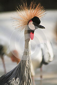 National bird of Uganda gray crowned crane , close up of head and neck. blur background photo