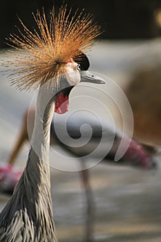 National bird of Uganda gray crowned crane , close up of head and neck. blur background photo