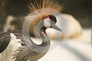 National bird of Uganda gray crowned crane , close up of head and neck. blur background photo