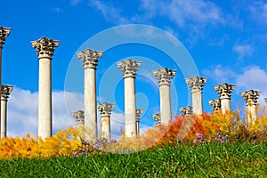 National Capitol Columns surrounded by autumn flowers.