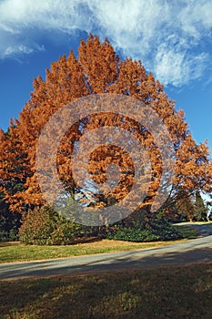 National Dawn redwood tree in autumn. photo