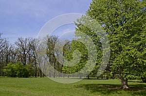 National dendrological park `Sofiyivka`