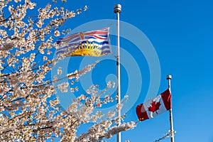 National Flag of Canada and British Columbia flagpole with cherry blossoms in full bloom.
