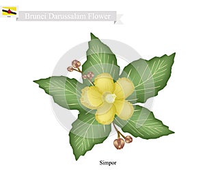 National Flower of Brunei Darussalam, Simpor Flowers