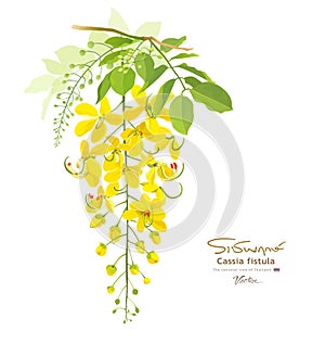 National flower of thailand Cassia Fistula