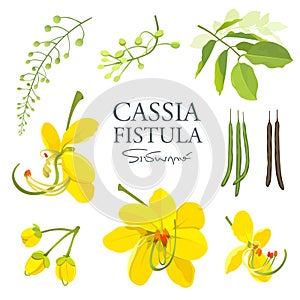 National flower of Thailand, Cassia Fistula, beautiful Yellow Thai flower collections photo