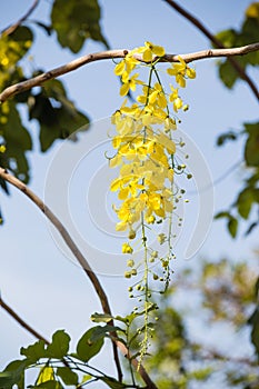 National flower of Thailand, Cassia Fistula, beautiful Yellow Thai flower photo