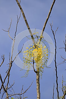 The yellow flowers are blooming on the trees with the sky backdrop, Golden shower, Cassia fistula