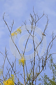 The yellow flowers are blooming on the trees with the sky backdrop, Golden shower, Cassia fistula