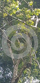 National forest tree monkeys mukono