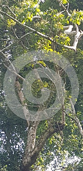 National forest tree monkeys mukono