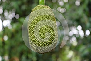 The national fruits of Bangladesh are jackfruit and green in color