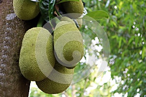 The national fruits of Bangladesh are jackfruit and green in color